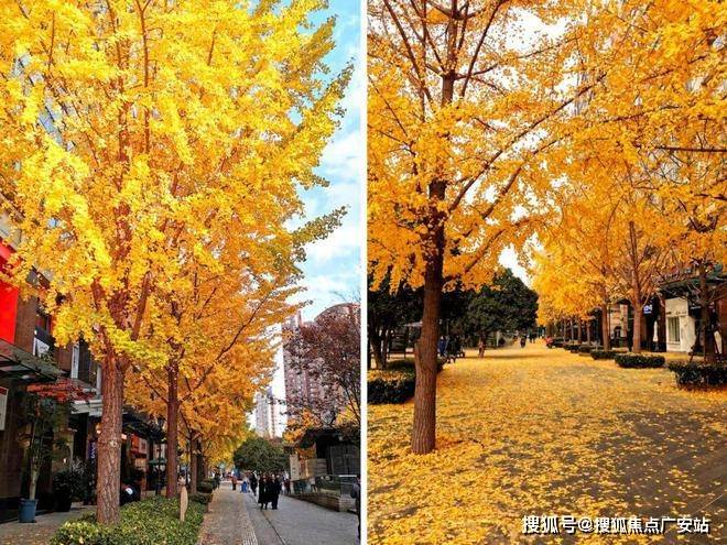 盘百科→首页网站→楼盘百科→首页网站→24小时热线电话麻将胡了试玩上海闵行古北99售楼处电线售楼中心电线楼(图13)